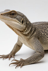 Obraz premium Monitor lizard, isolated on a white background in commercial photography