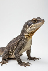 Fototapeta premium Monitor lizard, isolated on a white background in commercial photography