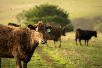 Beef cows and calves grazing on grass in a free range field, in Australia. eating hay and silage. breeds include murray grey, angus and wagyu
