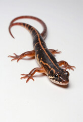 Naklejka premium Salamander, isolated on a white background in commercial photography
