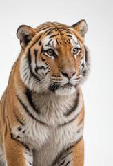 Fototapeta premium Tiger, isolated on a white background in commercial photography