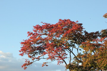 red autumn leaves and sky