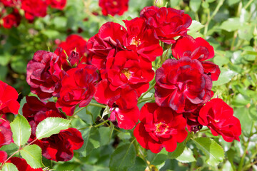 Beautiful roses in the garden.