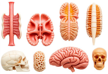 collection of skull brain, intestine gastrointestinal system and spine disc neurology anatomy plastic science miniature models of human organs, education isolated on white background