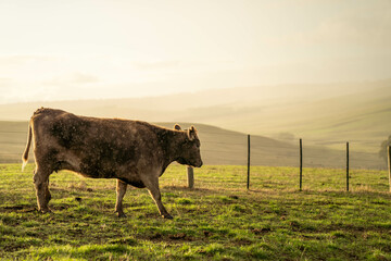 Beef cows and calves grazing on grass in a free range field, in Australia. eating hay and silage....