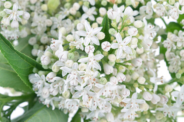Elderberry flowers ,Sambucus nigra,as background . Curative properties of elderberry flowers..