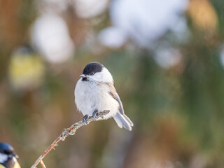 Cute bird the willow tit, song bird sitting on a branch without leaves in the winter.