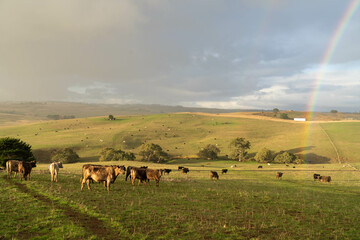 Cows in a field on a farm in spring on green field