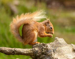 Red squirrel in the forest eating a nut