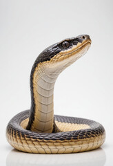 Fototapeta premium King cobra, isolated on a white background in commercial photography