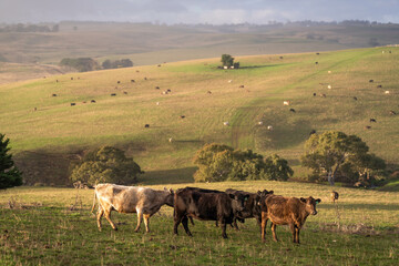 Australian wagyu cows grazing in a field on pasture. close up of a black angus cow eating grass in a paddock in springtime in australia and new zealand