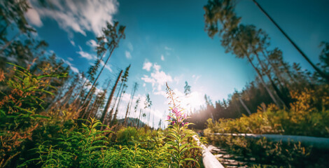 Tatra National Park, Poland. Rosebay Willowherb - Chamaenerion Angustifolium In Tatra Mountains Forest