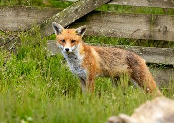 Fototapeta premium Fox in the forest during daylight