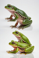 Obraz premium Amphibians, isolated on a white background in commercial photography