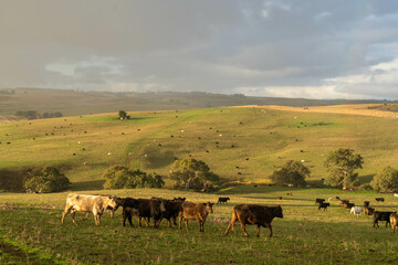 Beef cows and calves grazing on grass on a beef cattle farm in  Australia. breeds include murray...