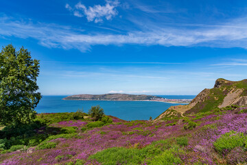 Fototapeta premium Heather in full bloom on Conwy Mountain North Wales
