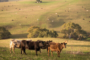 beautiful cattle in Australia  eating grass, grazing on pasture. Herd of cows free range beef being regenerative raised on an agricultural farm. Sustainable farming in australia