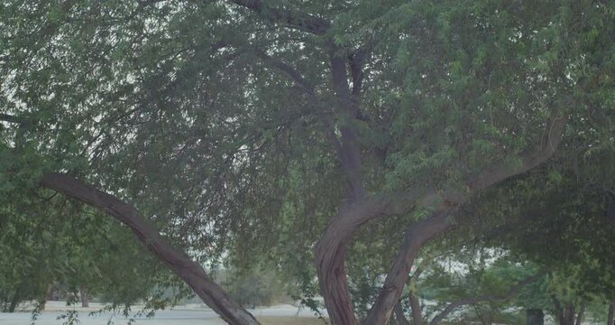 View of overgrown tree in desert of Riffa