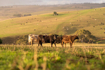 Sustainable Agriculture Practices: Enhancing Ecosystems, Livelihoods, and Resilience through Holistic, Carbon-neutral Approaches grazing cows and bulls on pasture