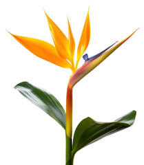 Obraz premium PNG Flower plant petal leaf.