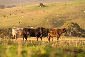 Australian wagyu cows grazing in a field on pasture. close up of a black angus cow eating grass in a paddock in springtime in australia and new zealand