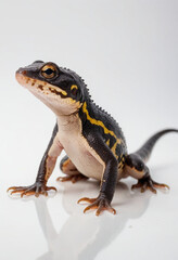 Obraz premium Salamander, isolated on a white background in commercial photography