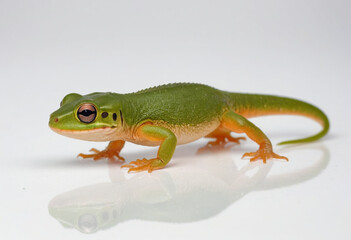 Newt, isolated on a white background in commercial photography