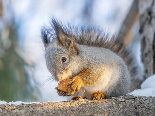 The squirrel with nut sits on tree in the winter or late autumn