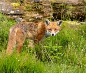 Fototapeta premium Fox in the forest during daylight