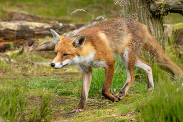 Obraz premium Fox in the forest during daylight