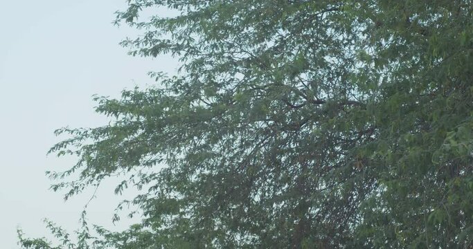 Dense branches of tree in Riffa