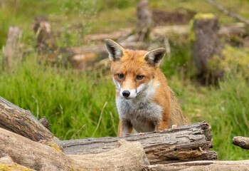 Fox in the forest during daylight