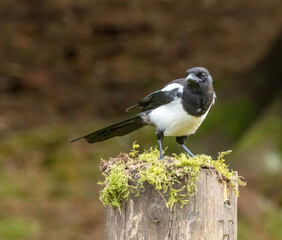 Magpie perched on a post with moss