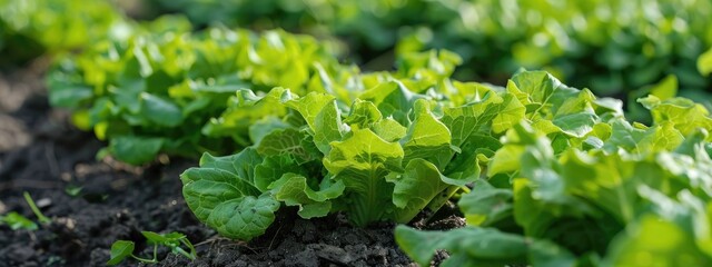 Fototapeta premium lettuce growing on the site. Selective focus