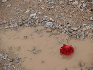 A fallen rose lies in a puddle of water, its delicate petals partially submerged, reflecting the soft light. The image captures a poignant moment of beauty and fragility.
