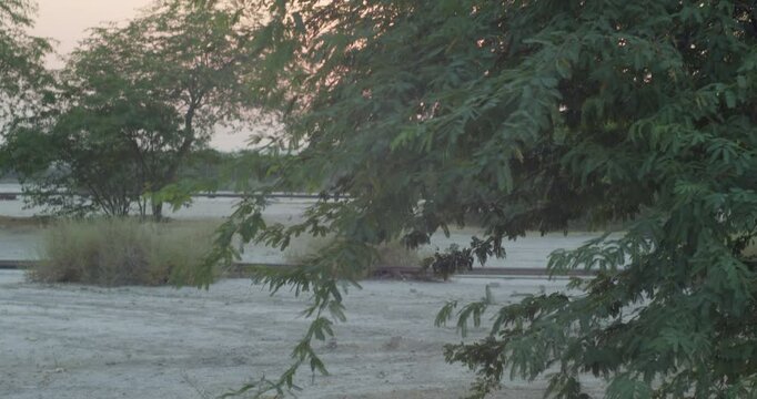 Trees in desert during sunset in Riffa