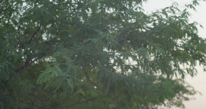 Selective focus on branches of tree in Riffa