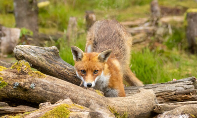 Fox in the forest during daylight