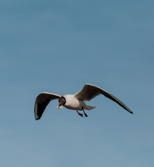 Seagull in the sky & Collected Food.