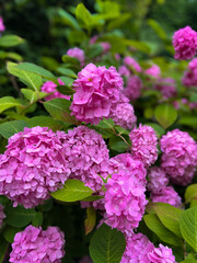 The pink hydrangea flower is such a timeless and glamorous flower. 
