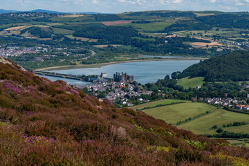 Naklejka premium Heather in full bloom on Conwy Mountain North Wales
