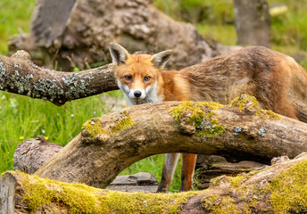 Fox in the forest during daylight