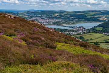 Obraz premium Heather in full bloom on Conwy Mountain North Wales