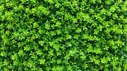 Obraz premium A close-up shot of a dense green foliage wall