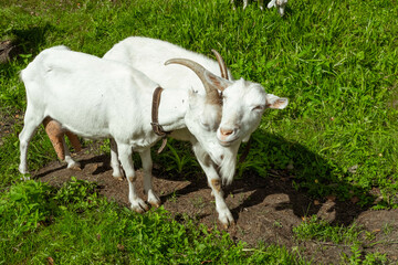 Fototapeta premium White goats in a meadow of a goat farm. White goats