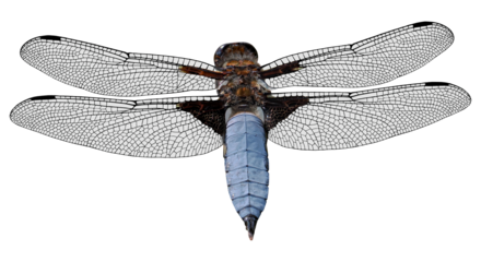 Broad-bodied chaser (Libellula depressa), dragonfly isolated on transparent background