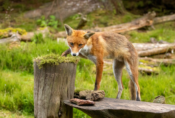 Fox in the forest during daylight