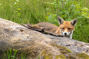 Fox in the forest during daylight