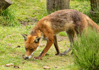 Fox in the forest during daylight