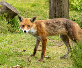 Fototapeta premium Fox in the forest during daylight